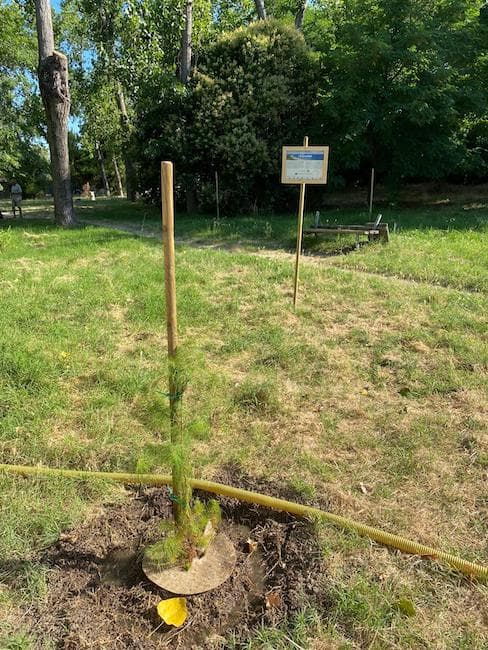 Cambiamenti climatici, Pescara accelera sul verde urbano