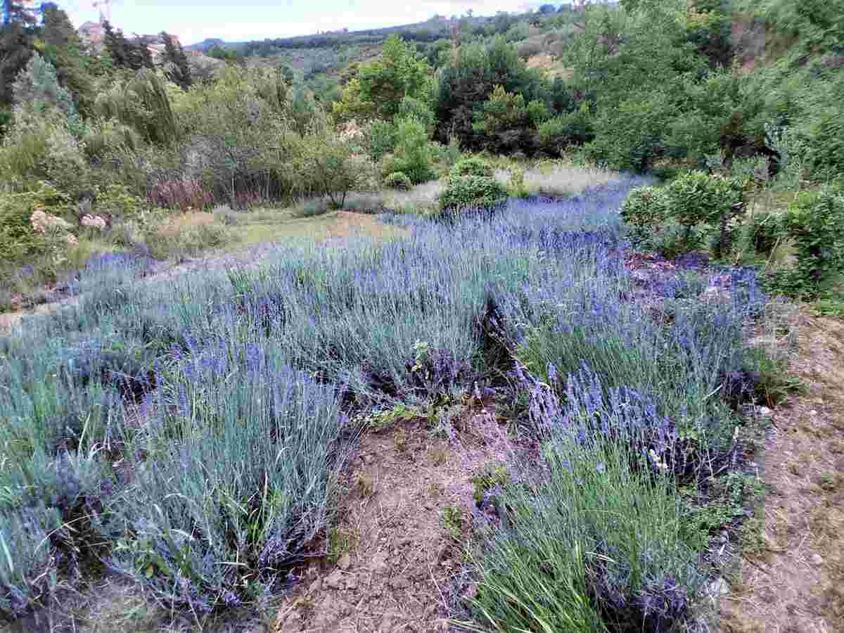 Loreto Aprutino, il 21 giugno la fioritura delle lavande incanta il Parco Lauretum