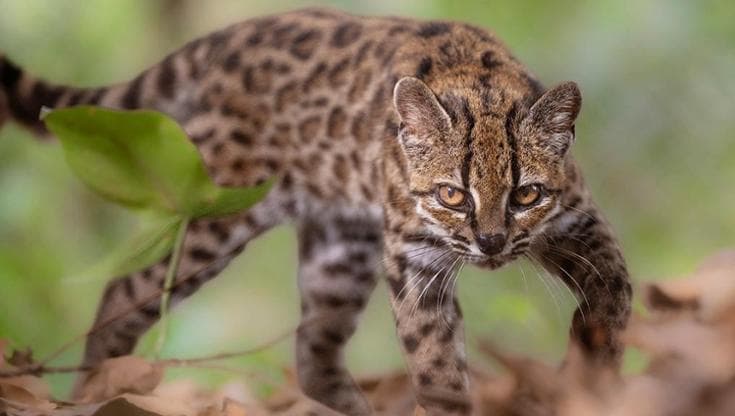 In Bolivia, individuato il gatto tilcayo: una nuova specie felina dopo più di cento anni